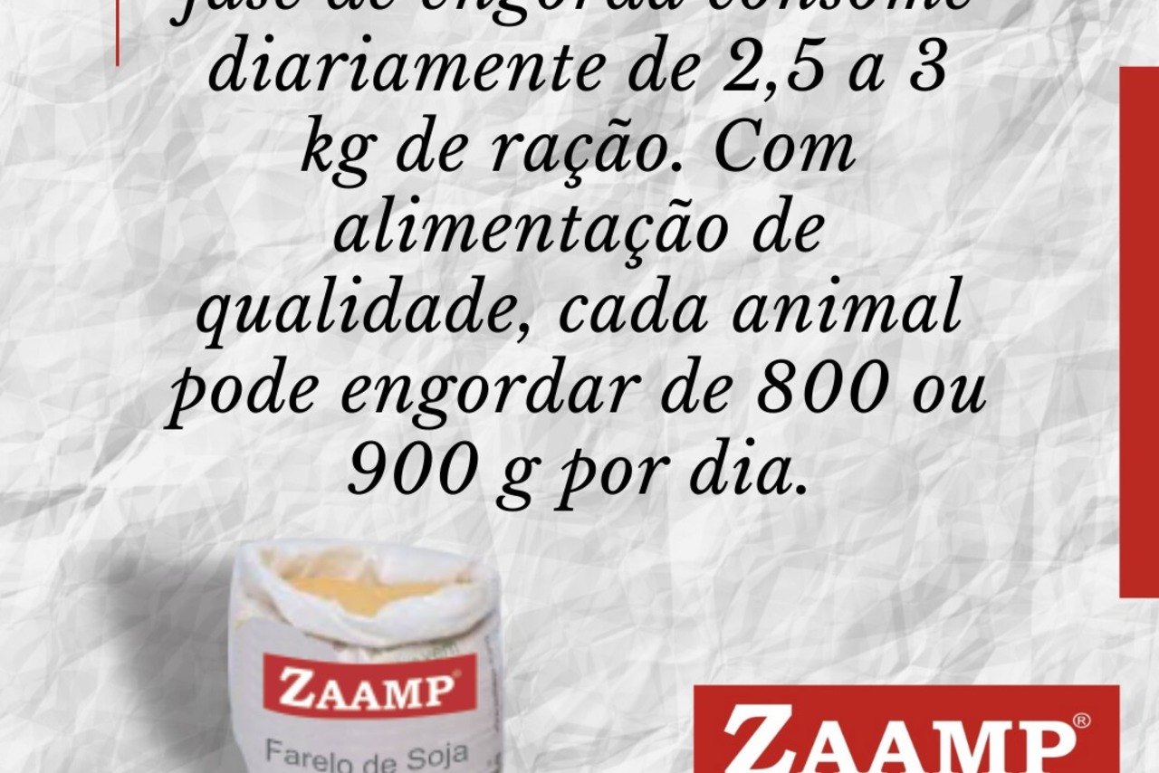 Zaamp Z3000 - 20/21 12